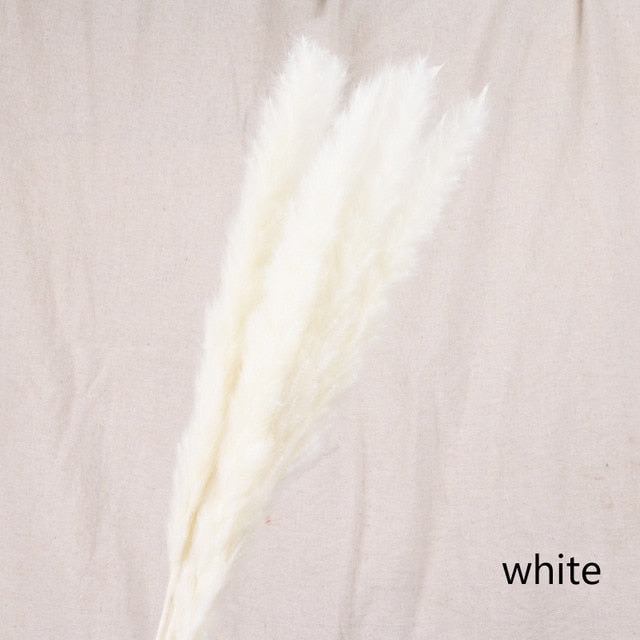 Bulrush Natural Dried Small Pampas Grass