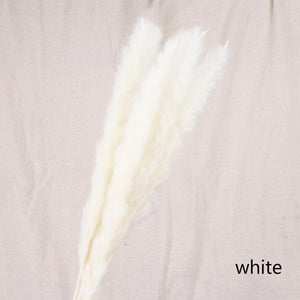 Bulrush Natural Dried Small Pampas Grass