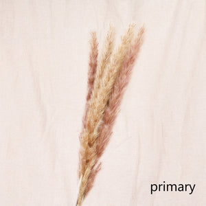 Bulrush Natural Dried Small Pampas Grass