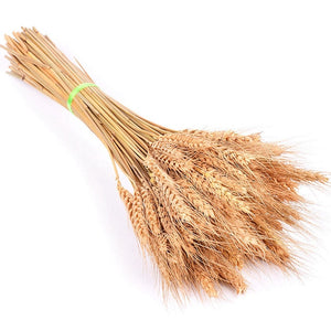 Bulrush Natural Dried Small Pampas Grass