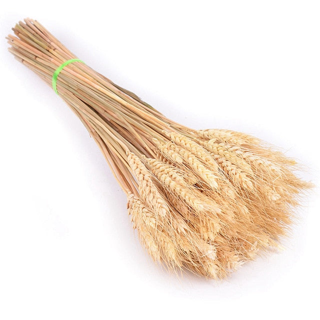 Bulrush Natural Dried Small Pampas Grass