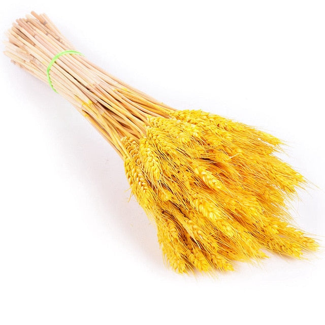 Bulrush Natural Dried Small Pampas Grass