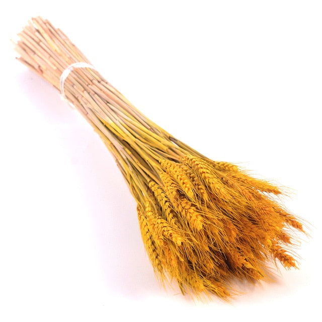 Bulrush Natural Dried Small Pampas Grass