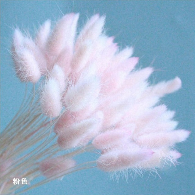 Bulrush Natural Dried Small Pampas Grass