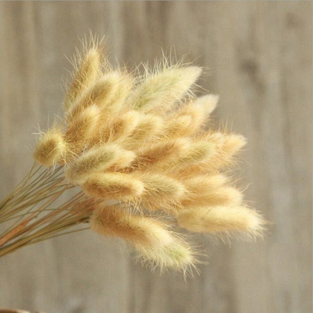 Bulrush Natural Dried Small Pampas Grass